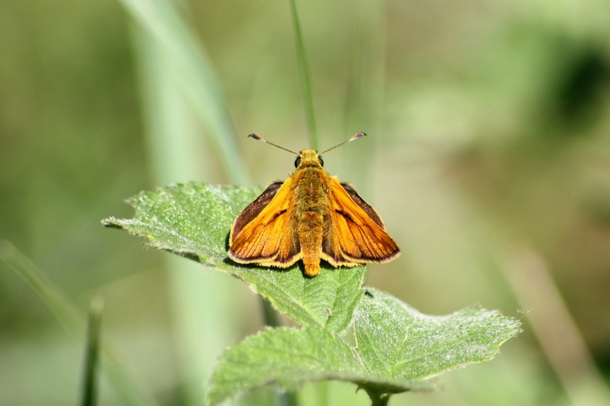 ochlodes sp?